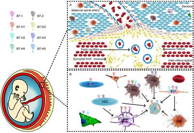 The Role of B7 Family Molecules in Maternal–Fetal Immunity